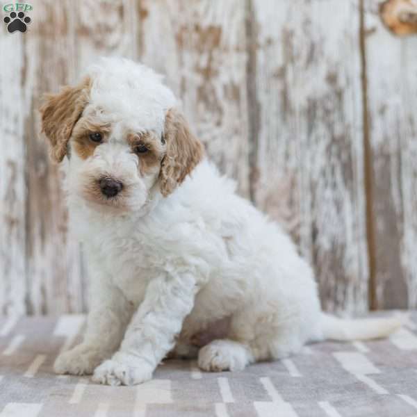 Hackman, Mini Labradoodle Puppy